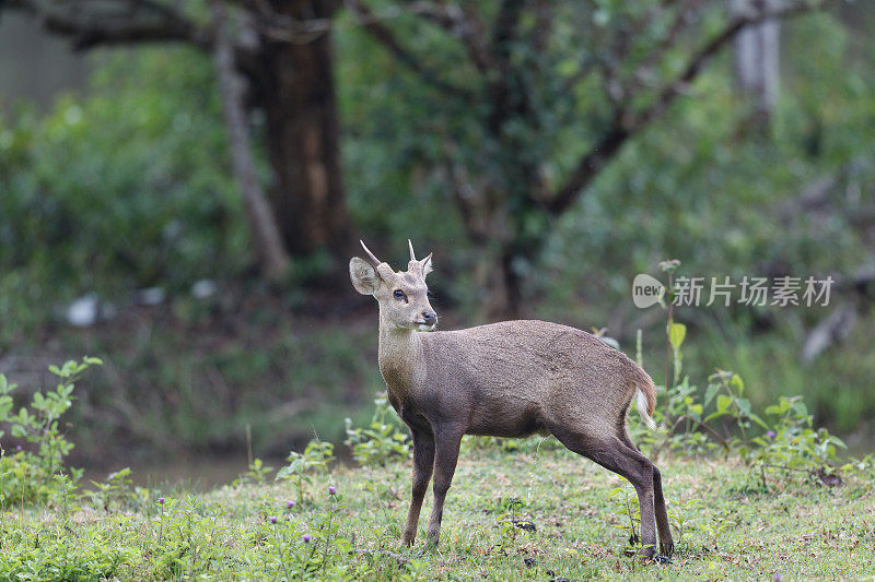 动物:成年雄性棕角鹿，又称坡鹿，或thamin (Rucervus eldii或Panolia eldii)。